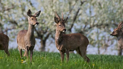several deer infront of cherry blossom trees