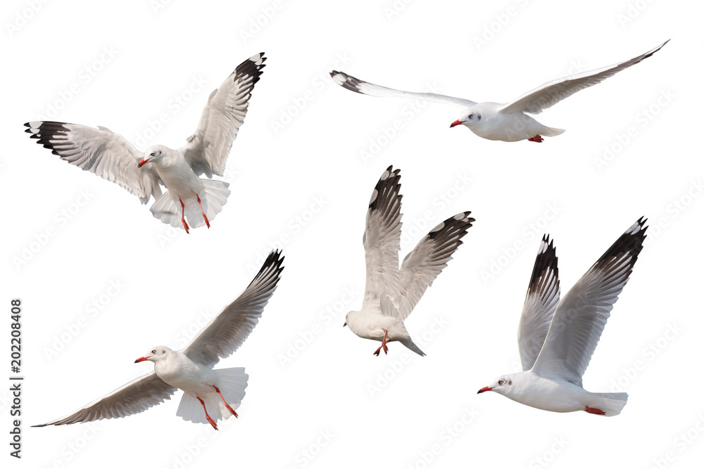 Wall mural seagull flying isolated on white background