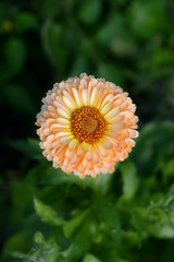 Calendula in the garden view from above.Garden flowers.