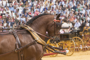 Caballos españoles tirando de un carruaje