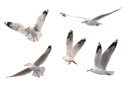 Seagull flying isolated on white background