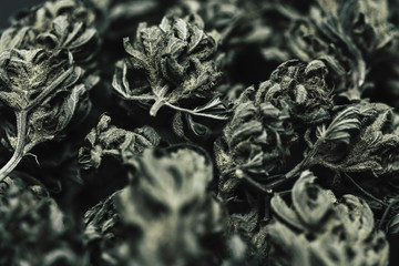 Close up of dried marijuana buds