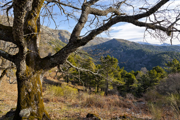 Fototapeta na wymiar Robles en el collado del Pozo. Sierra de Gredos. Avila