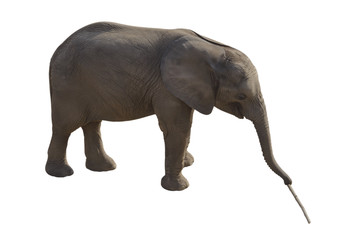 elephant girl smiling carries a branch of a tree in the trunk isolated on a white background