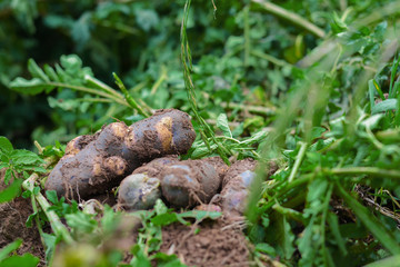 Big potato and its leaves above the soil.