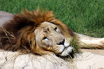 Lounging Lion Photograph