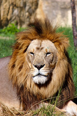 Naklejka na ściany i meble Watchful Lion Closeup Photograph