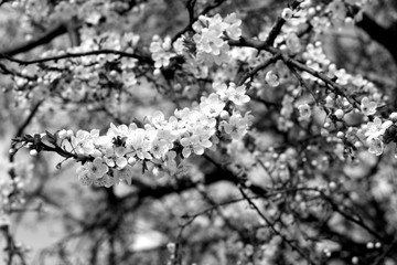 Fototapeta premium Cherry tree in blossom with bokeh in black and white.