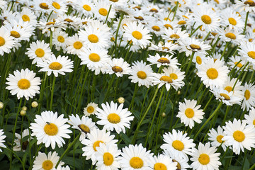 white daisy flowers with fly in summer garden