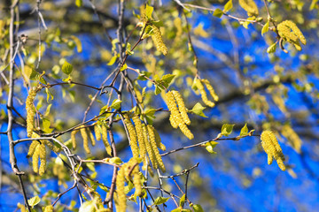 Birch Tree Blossoms, beginning of new life.