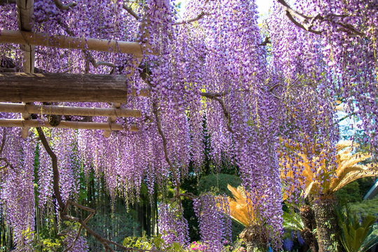 Wisteria of Ushijima in Kasukabe city, Saitama, Japan