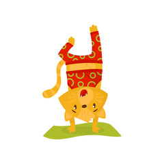Domestic kitten doing handstand on green carpet. Cat athlete in red sportswear. Humanized animal doing yoga exercise. Flat vector design