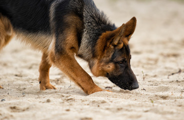 Shepherd dog sniffing a trail - Powered by Adobe