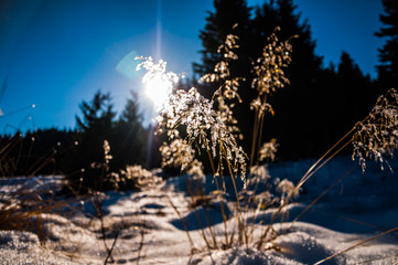 Dry grass covered by snow