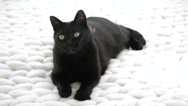 Black cat relaxing on white knitted merino plaid