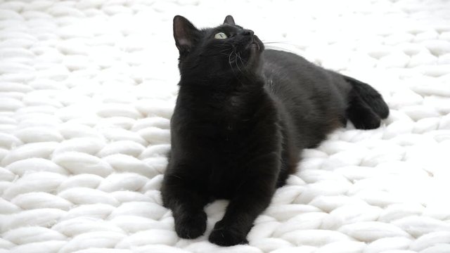 Black cat relaxing on white knitted merino plaid
