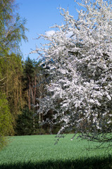 Willd Plum in flowers