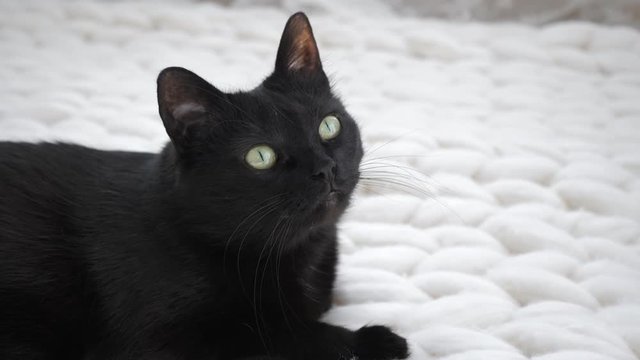 Black cat relaxing on white knitted merino plaid