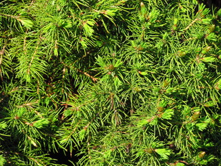 Needle spruce with growing buds, detail of spring nature, tree vitality, natural texture
