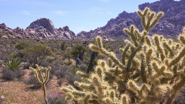 Desert landscape cactus to mountain