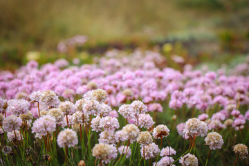Obraz premium Field with pink flowers on a spring day