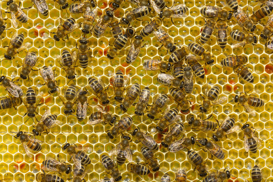 Young bees convert nectar into honey