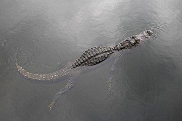 American alligator swimming in a lake, top view, Everglades National Park, Florida The Sunshine...