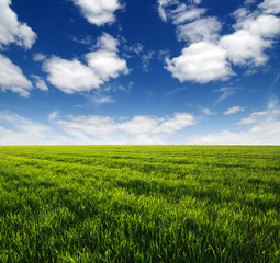 green field and clouds