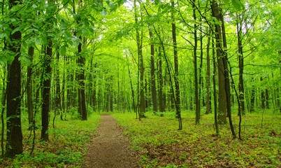 green forest in spring