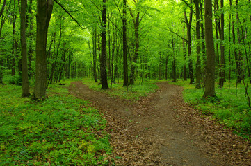 Fototapeta na wymiar Green forest and path