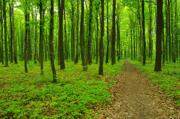 Obraz premium Forest trees in spring
