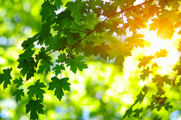  Green leaves on the sun.