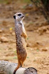Fototapeta premium Watchful Meerkat on Log Photograph