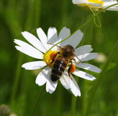 Honey bee worker on flower
