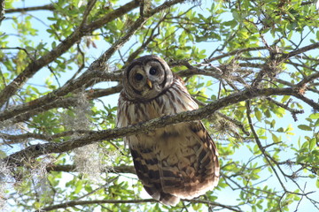 Barred Owl Glaring