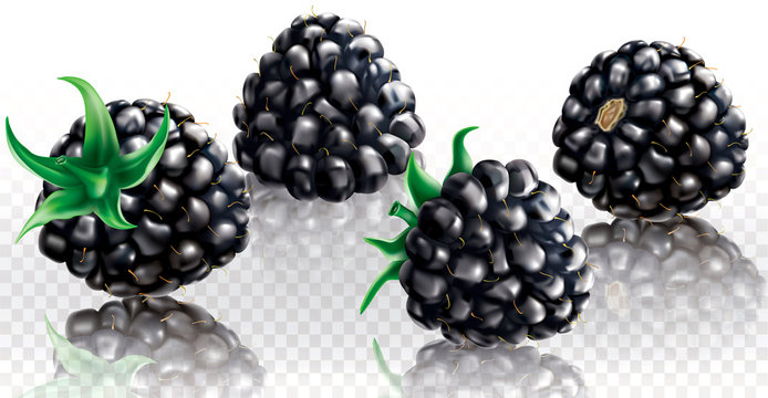 Blackberries on a transparent background