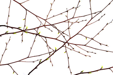 with swollen buds on a white background, close-up