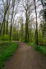 Germany, Quiet forest path through nature landscape