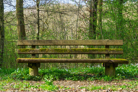 Germany, Green moss covered wooden bench in forest nature landscape in the sun