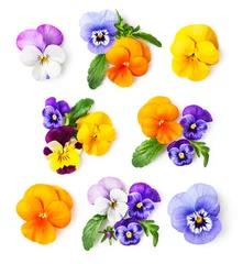 Foto auf Acrylglas Pansies Set mit Stiefmütterchen und Viola tricolor
