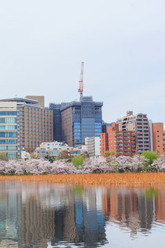 Beautiful sakura cherry blossom with background of cityscape beside Shinobazu pond at Ueno park, spring season in Tokyo, Japan