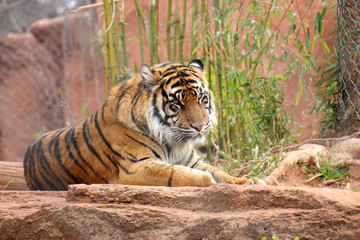 Tiger Lounging on Rocks Photograph