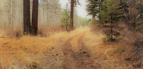 Dry grass-covered path in the forest.