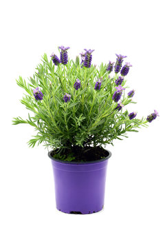 flower pot of Spanish lavender (Lavandula stoechas) on white isolated background