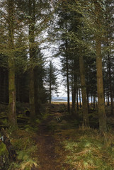 Obraz premium Otter ferry / A portrait image of a footpath through the Port Ann woodland near Lochgilphead in Argyll and Bute, Scotland. 26 December 2006