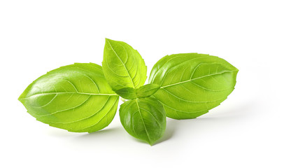 fresh green basil leaves