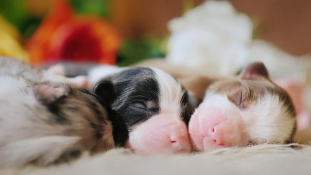 Close-up video: Two newborn puppies lie near a bouquet of flowers