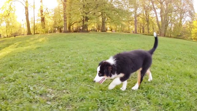 Happy Aussie dog runs on meadow with green grass in summer or spring. Beautiful Australian shepherd puppy 3 months old running and pees. Cute dog enjoy playing at park outdoors.
