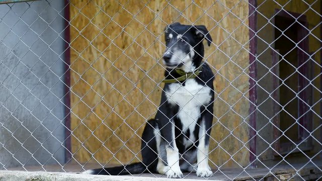 Dog in his cage at animal shelter waiting to be adopted. Lonely puppy in aviary. 