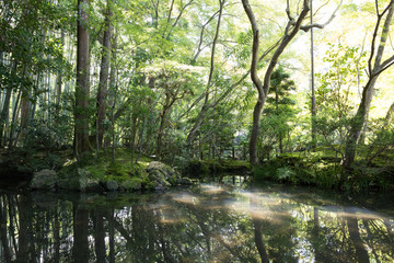 Fototapeta na wymiar Japanese oriental green garden view and pond with mist